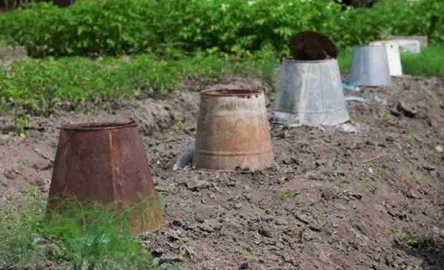 Что посадить в ведро на даче фото